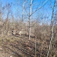 LEGNA/ALBERI DA TAGLIARE