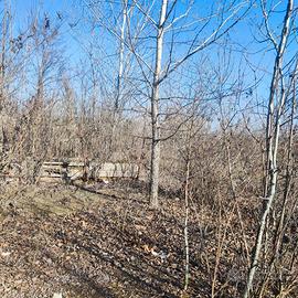 LEGNA/ALBERI DA TAGLIARE