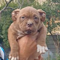American bully