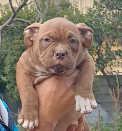 American bully