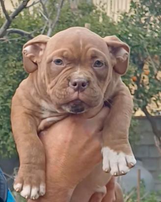American bully