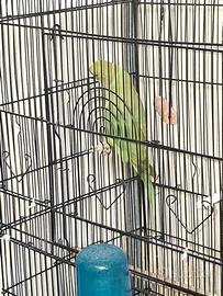 Parrocchetto dal collare femmina