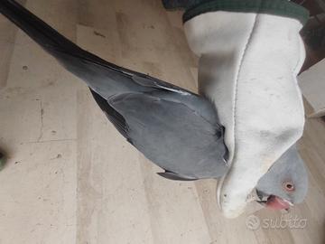 Parrocchetto dal collare /cleartail