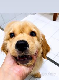 Golden retriever cucciolo 