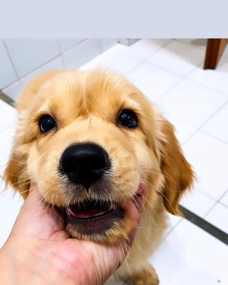Golden retriever cucciolo 