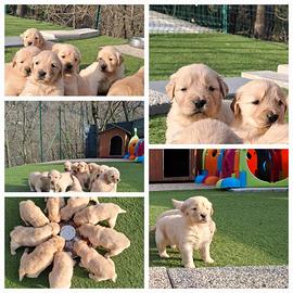 Cuccioli Golden Retriever 100% AMERICANI