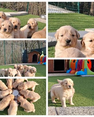 Cuccioli Golden Retriever 100% AMERICANI