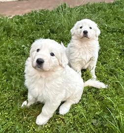 Cuccioli pastore maremmano