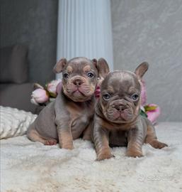 BULLDOG FRANCESE CUCCIOLI - french bouledogue