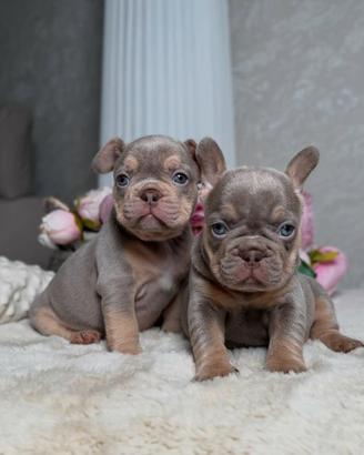BULLDOG FRANCESE CUCCIOLI - french bouledogue