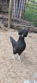 Gallo e Gallina Padovana
