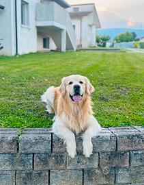 Golden Retriver per monta
