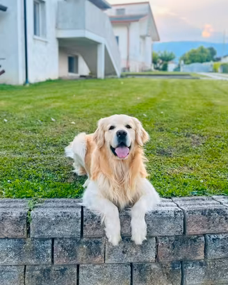 Golden Retriver per monta
