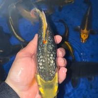 Koi tosai, maggio 2025