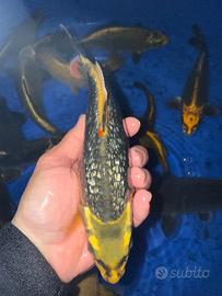 Koi tosai, maggio 2025