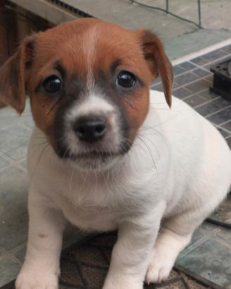 Jack russell