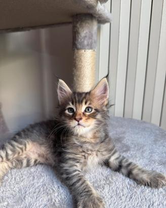 Maine Coon cuccioli