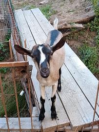 Vendita capretto
