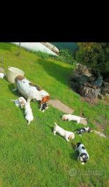 Ultima cucciola basset haund