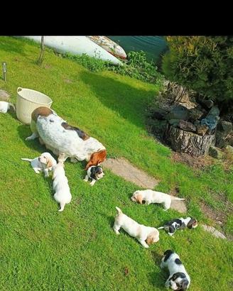 Ultima cucciola basset haund