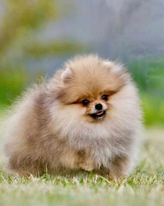 Spitz Di Pomerania Mini