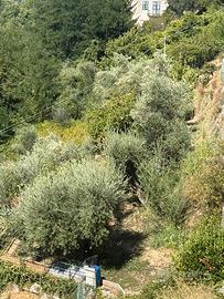 Terreno con uliveto