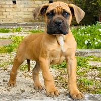 Cane Corso Fulvo Femmina