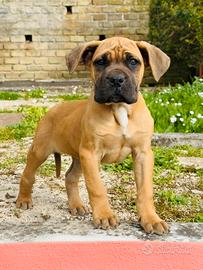 Cane Corso Fulvo Femmina
