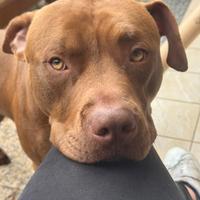 Pitt bull adozione 2 anni