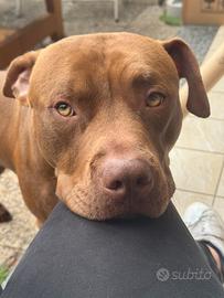 Pitt bull adozione 2 anni