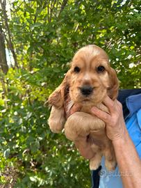 🐶 Cuccioli di Cocker Spaniel disponibili
