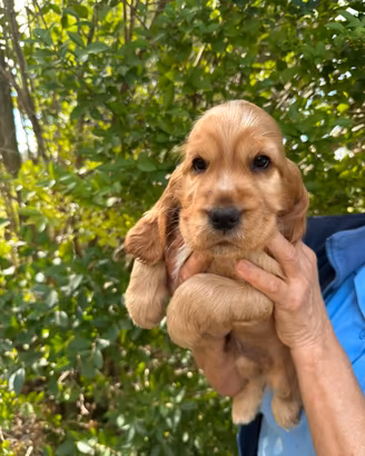 🐶 Cuccioli di Cocker Spaniel disponibili