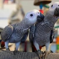 Pulli di Cenerino Coda Rossa allevati a mano