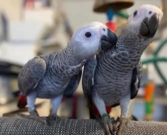 Pulli di Cenerino Coda Rossa allevati a mano