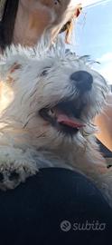 West highland white terrier cucciolo