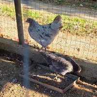 Tris di australorp