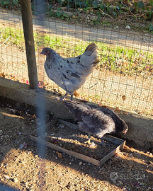 Tris di australorp