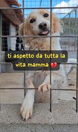 TITTY 10 ANNI taglia media SIMIL BRETON