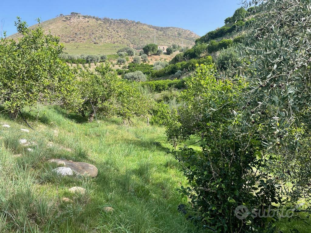 Terreno agricolo agrumeto - Altro
