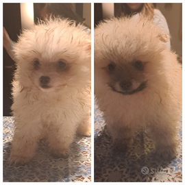 Cuccioli di Pomerania