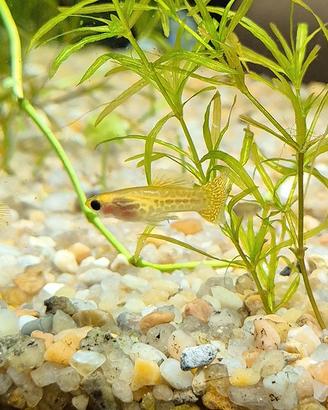 Guppy glass belly yellow lace pesci tropicali