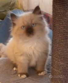Cucciolo gatto siberiano