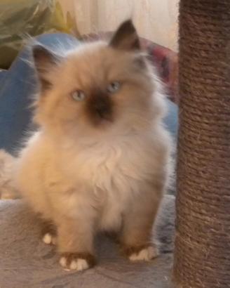 Cucciolo gatto siberiano