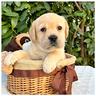 cuccioli-labrador-miele-con-pedigree-enci