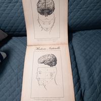 Il cervello nelle stampe 