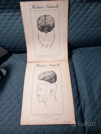 Il cervello nelle stampe 