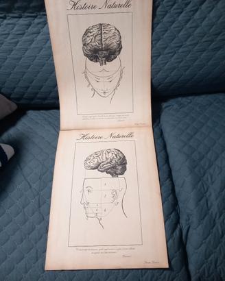 Il cervello nelle stampe 