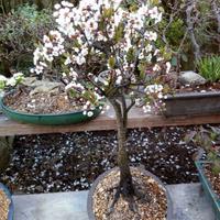 PRUNUS MIRABELLO PRUGNOLO BONSAI E PREB0NSAI