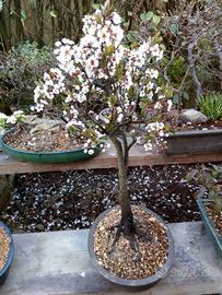 PRUNUS MIRABELLO PRUGNOLO BONSAI E PREB0NSAI
