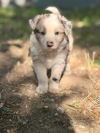 Border collie blue merle